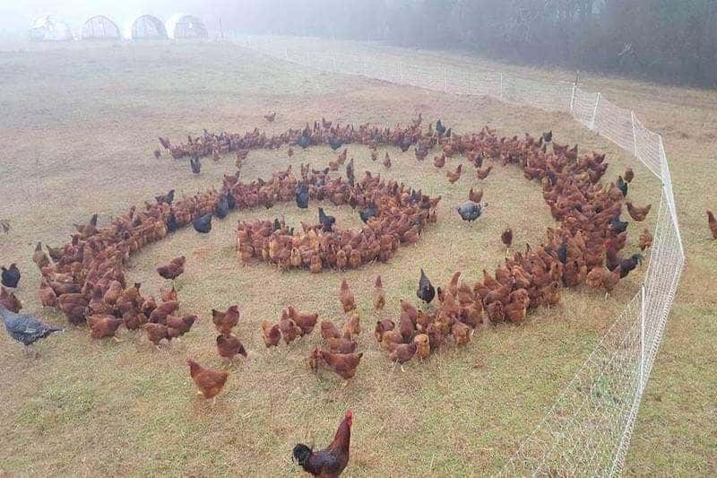 geometría sagrada pollos