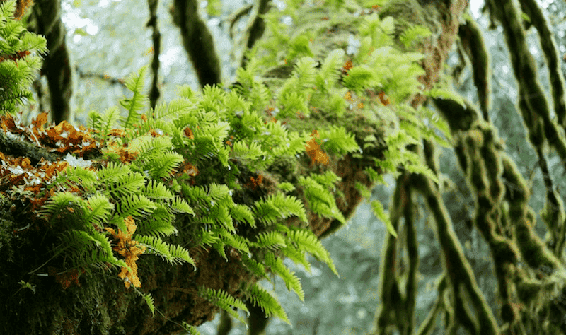 vida vegetal en lo alto de la copa de un bosque