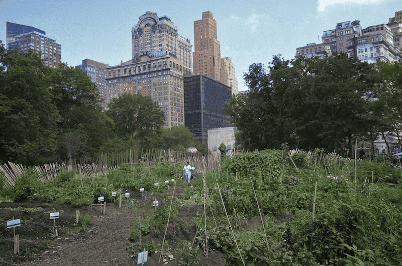 inner city garden feeding people in need