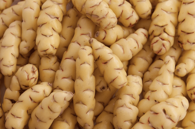 the south americam potato - oca
