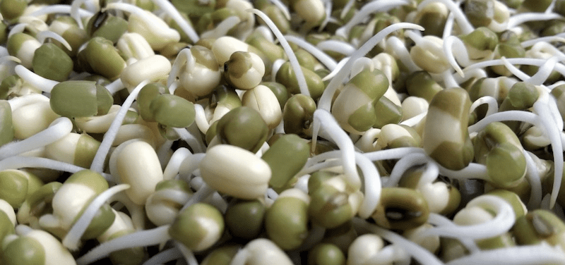 sprouting pea seeds at home