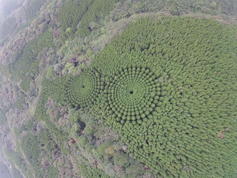 forest crop circle