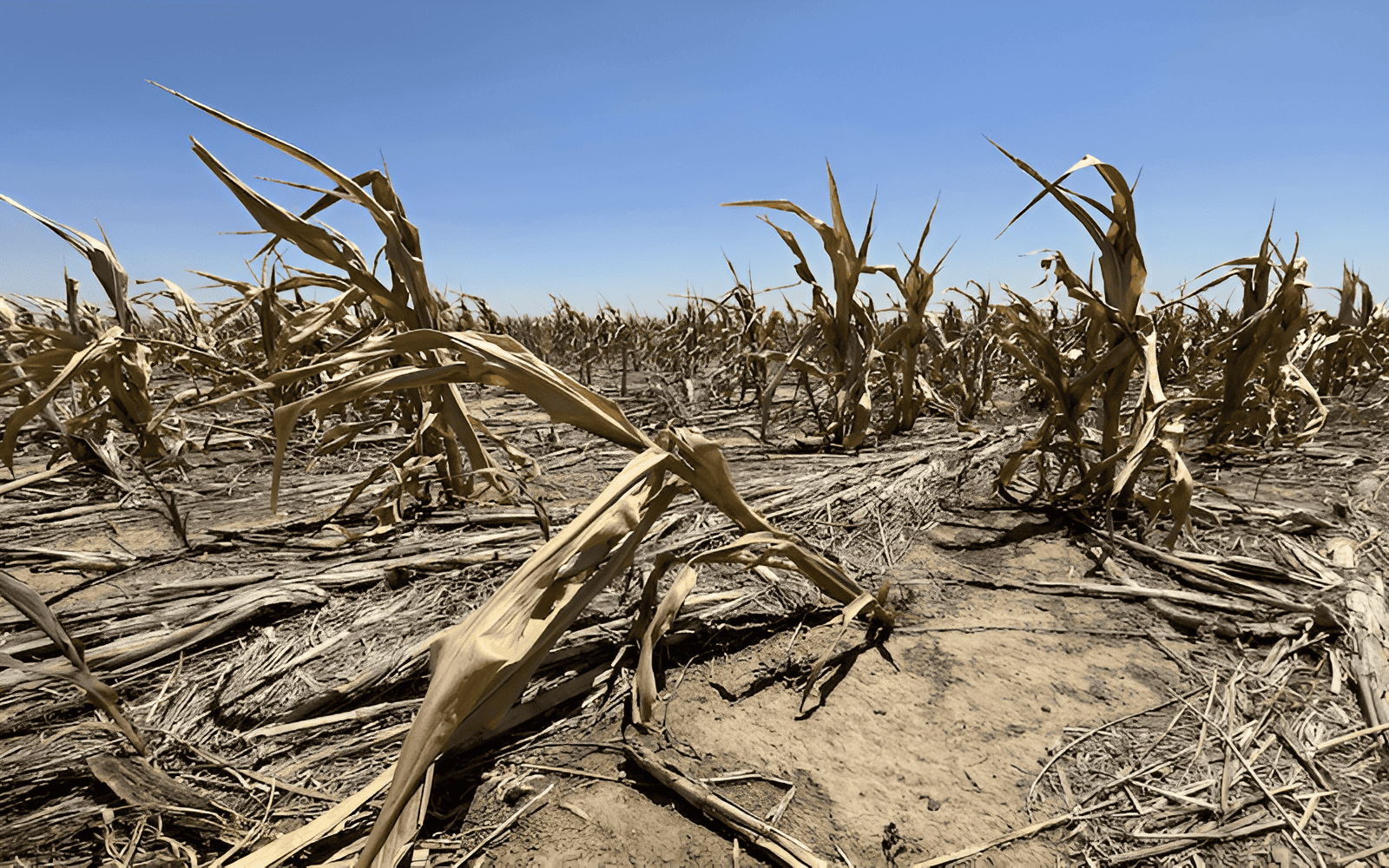 climate change and agriculture