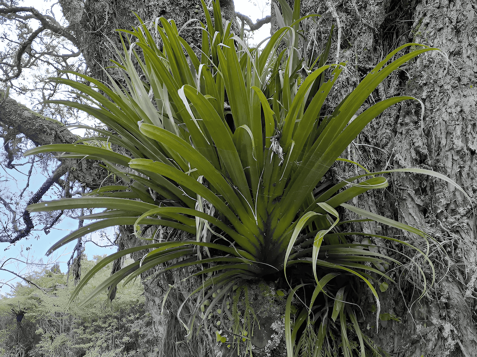 high and the sky plants