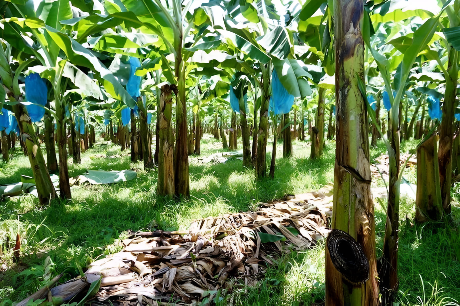 growing plantains