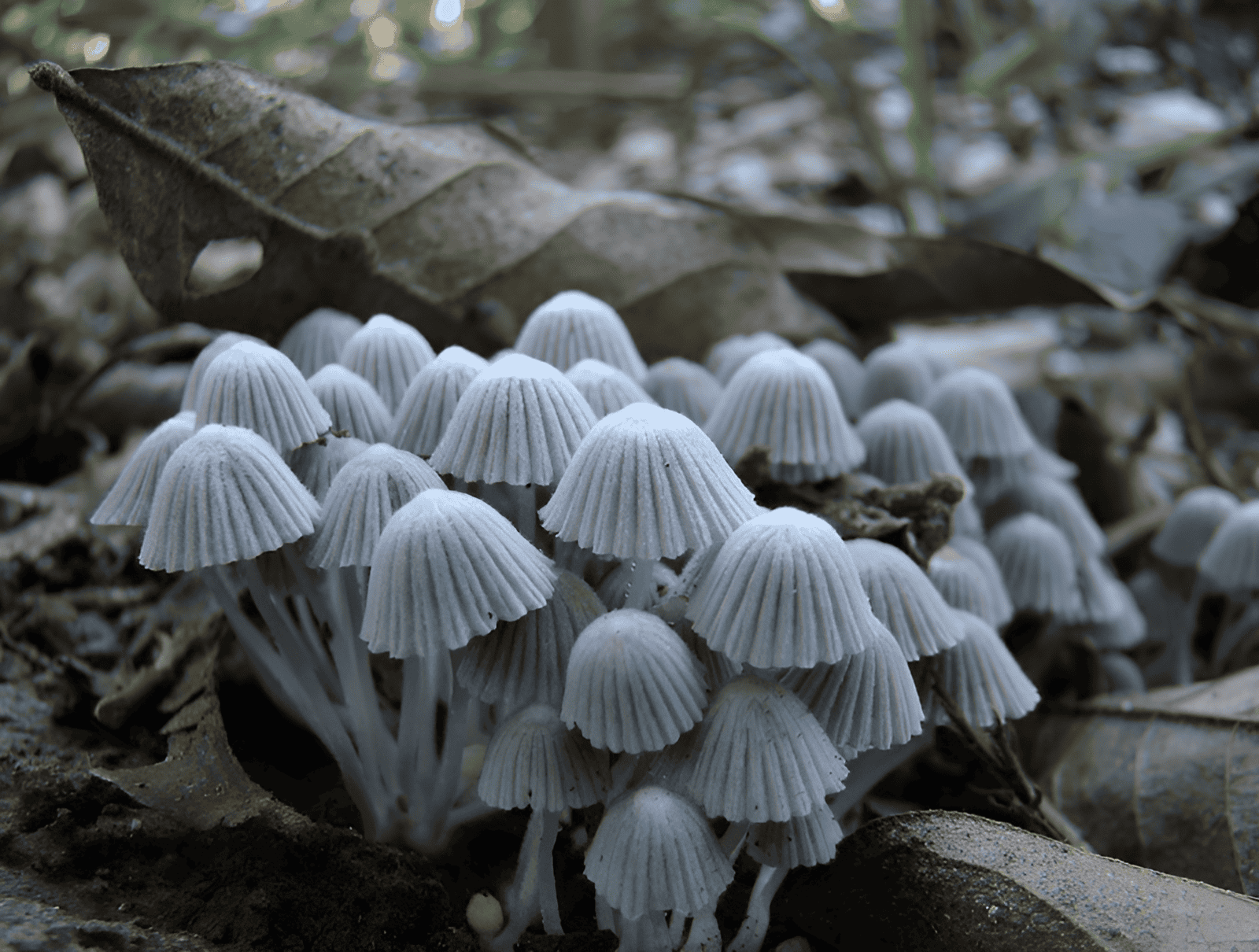 hongos que crecen de las hojas en descomposición en un bosque tropical