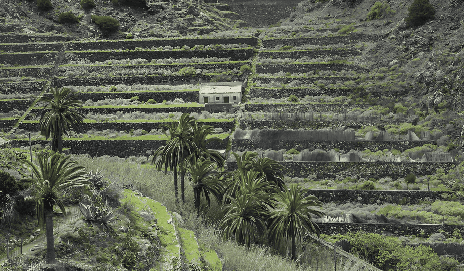 agricultura tradicional