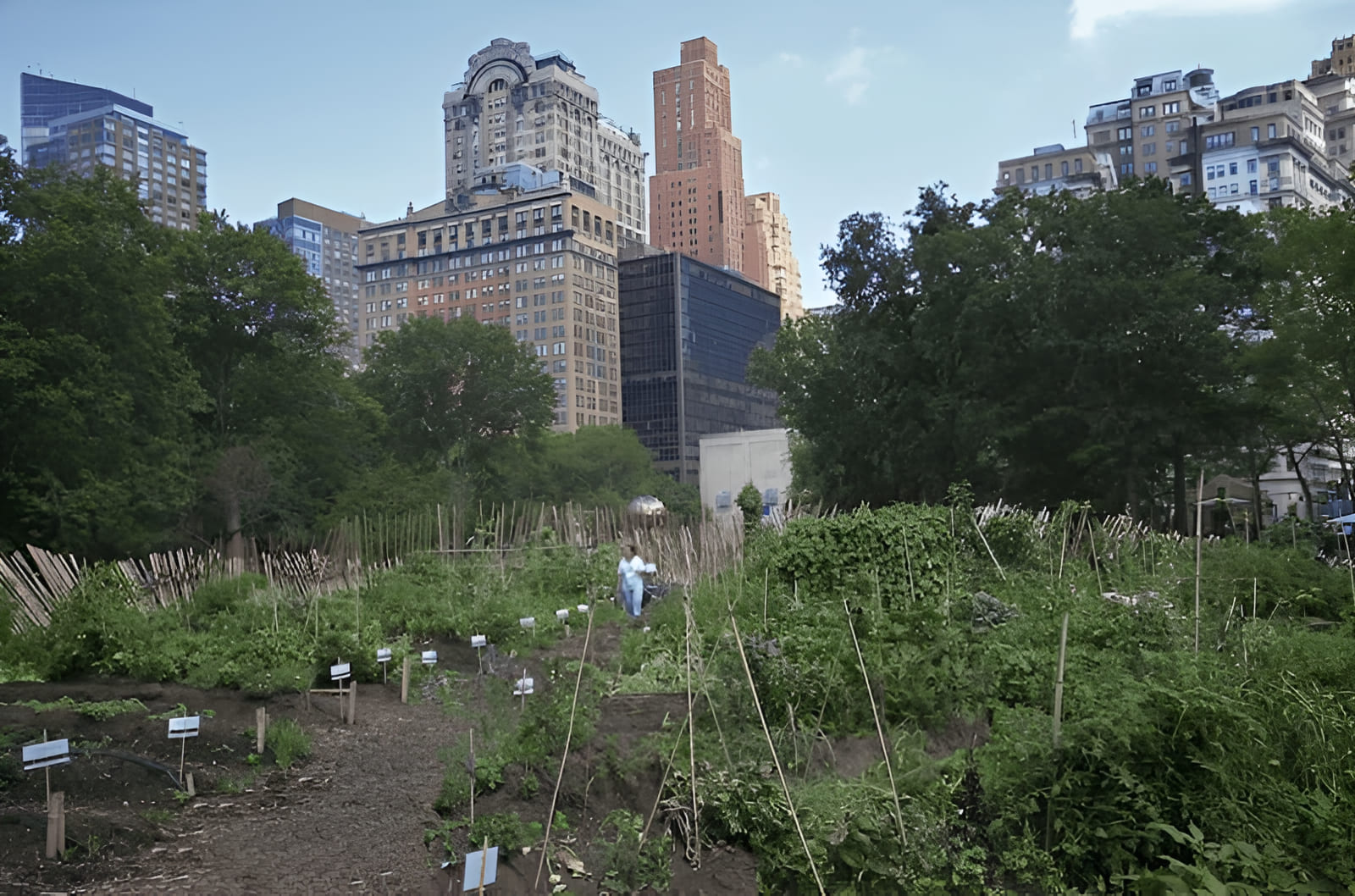 un huerto urbano alimenta a los necesitados