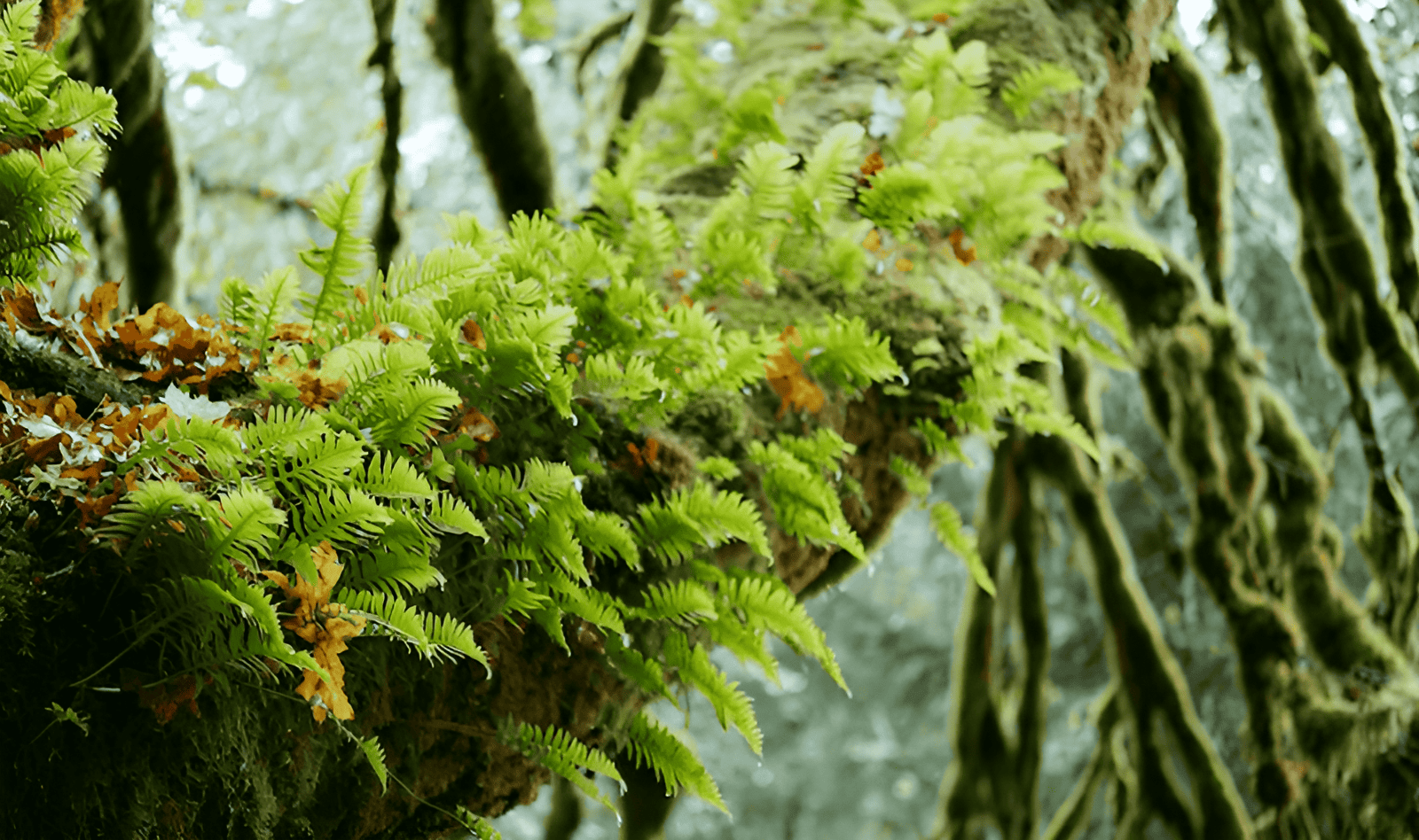 vida vegetal en lo alto de la copa de un bosque