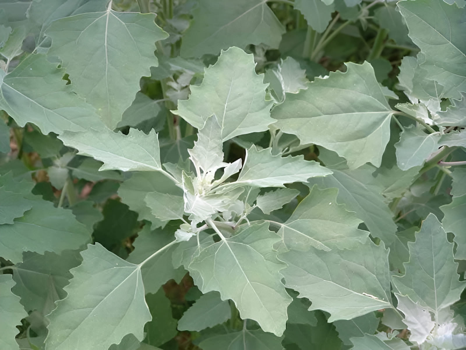 weeds for food