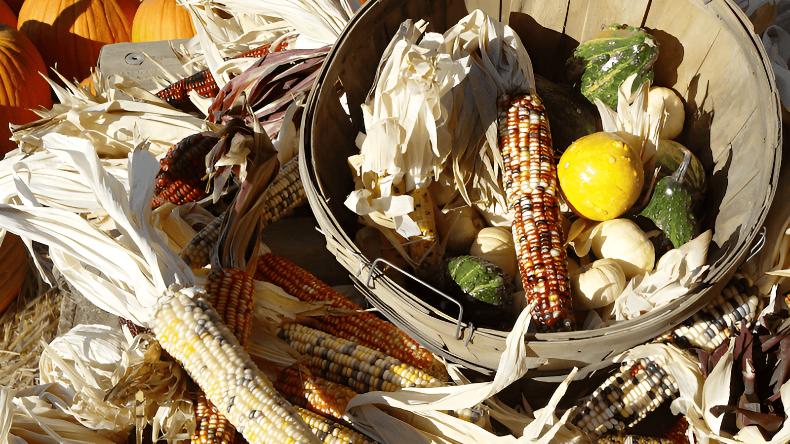 diet of native americans - maize, melons and beans - the three sisters