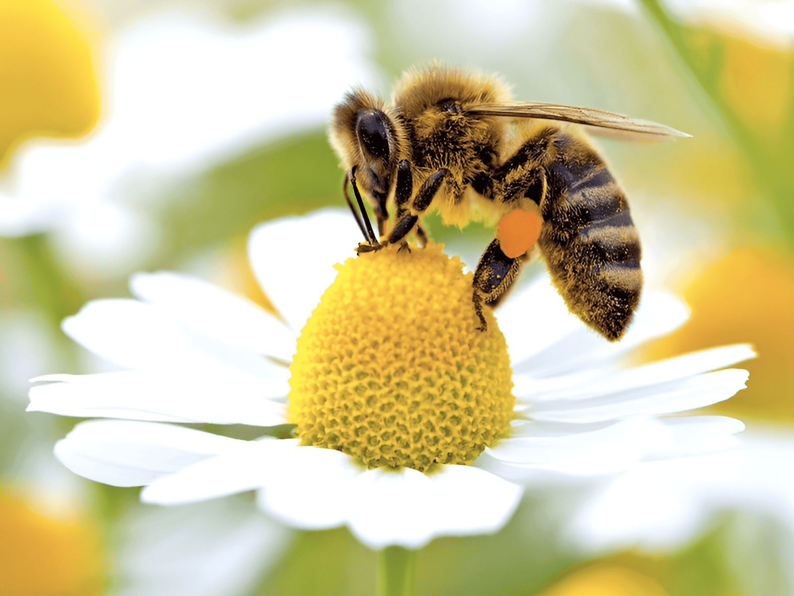 bees pollinating flowers