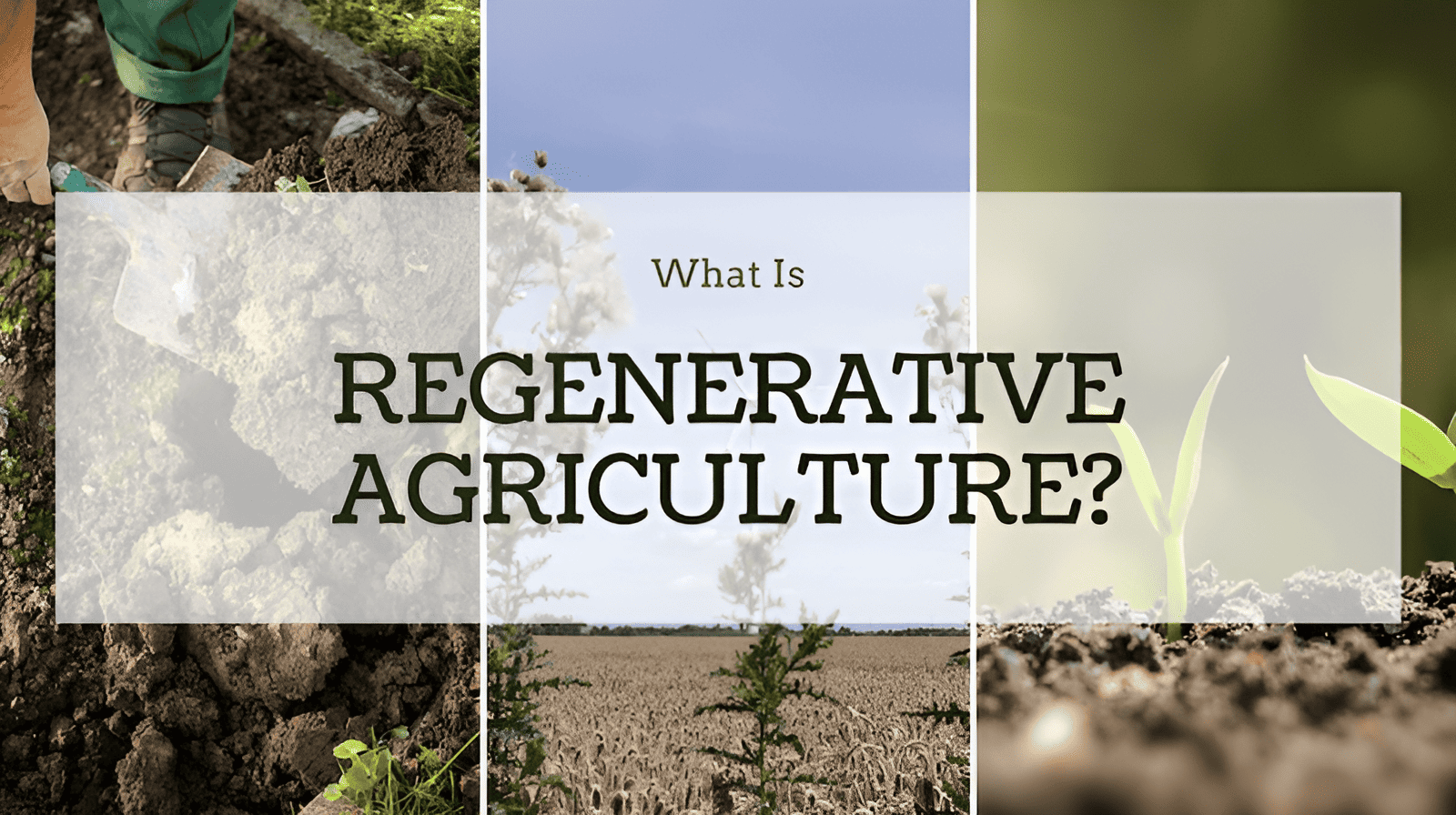 regenerative agriculture for farms and gardens