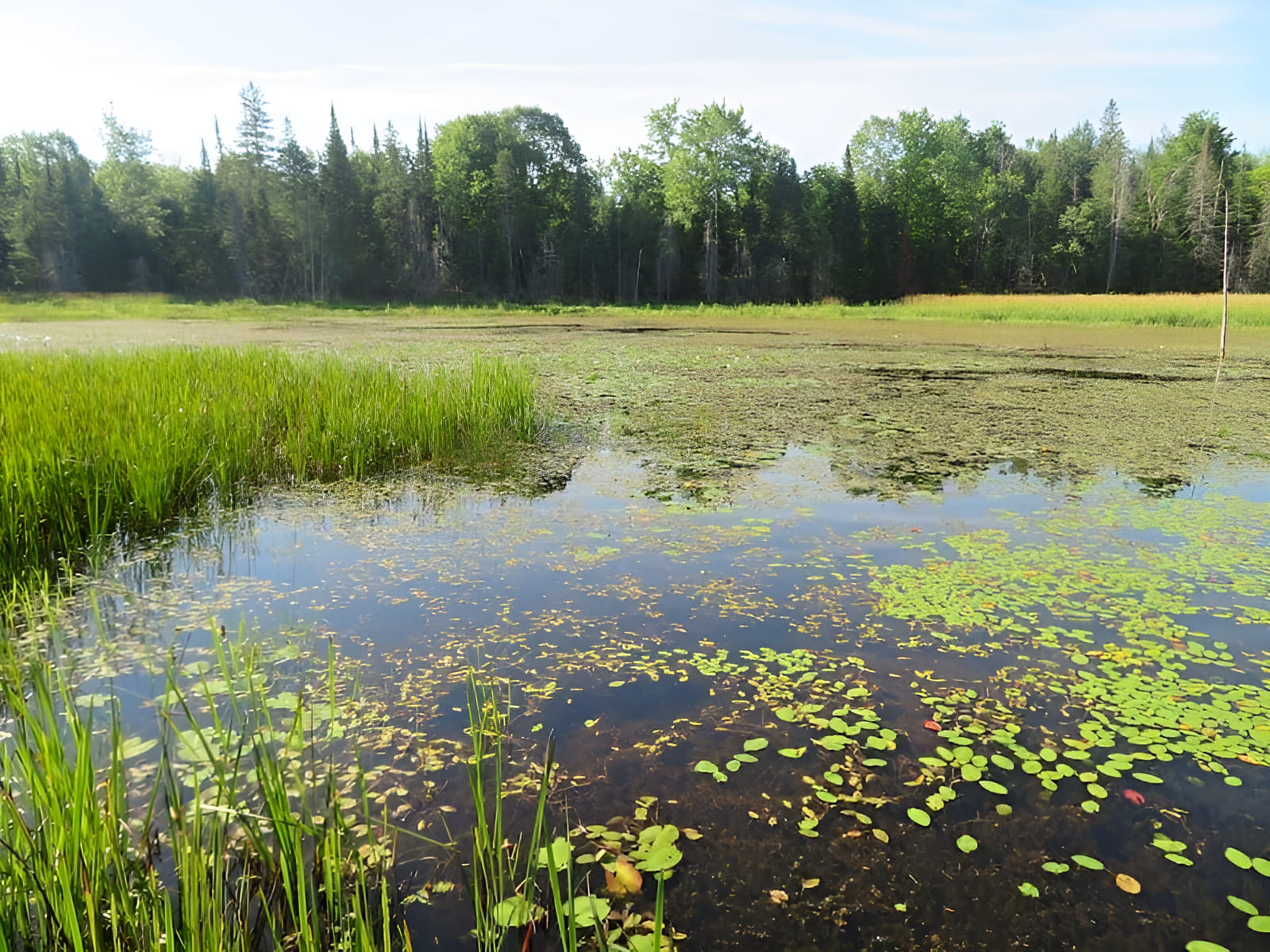 wetland recovery