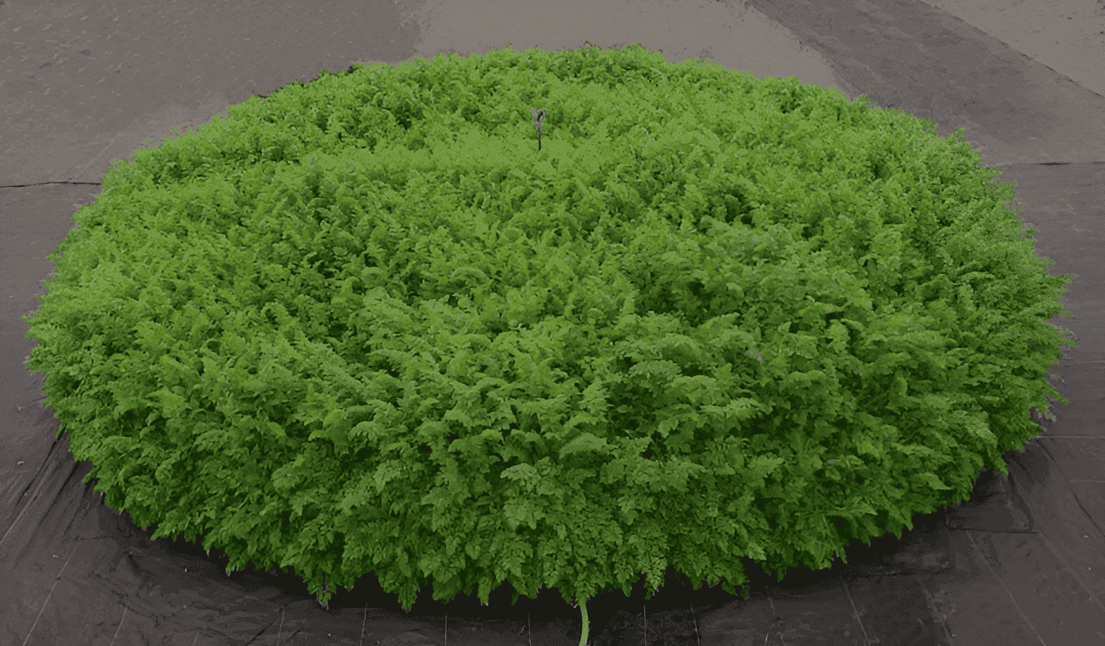 raised bed carrots