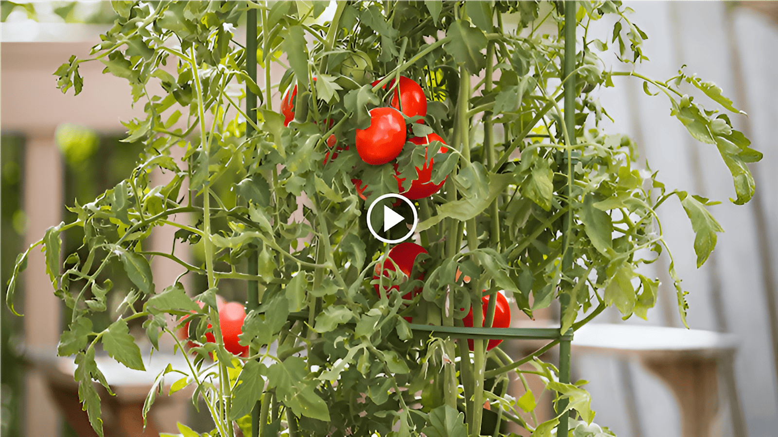 how to grow indeterminate tomatoes in a garden with a crop circle