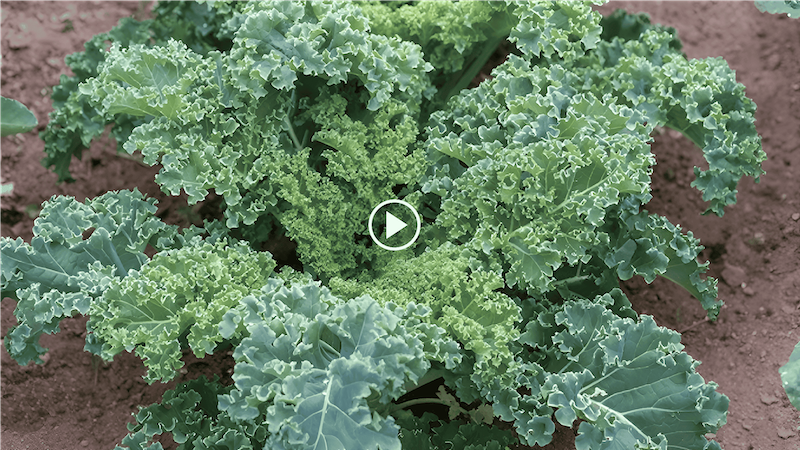 how to grow kale in the garden with a crop circle