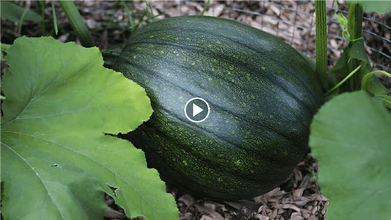 how to grow pumpkins in the garden with a crop circle