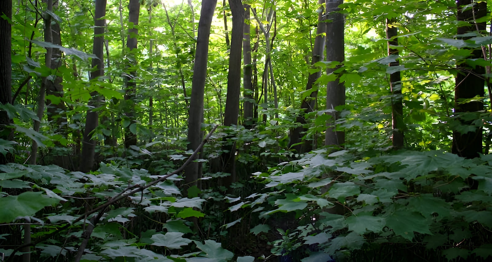life in the forests