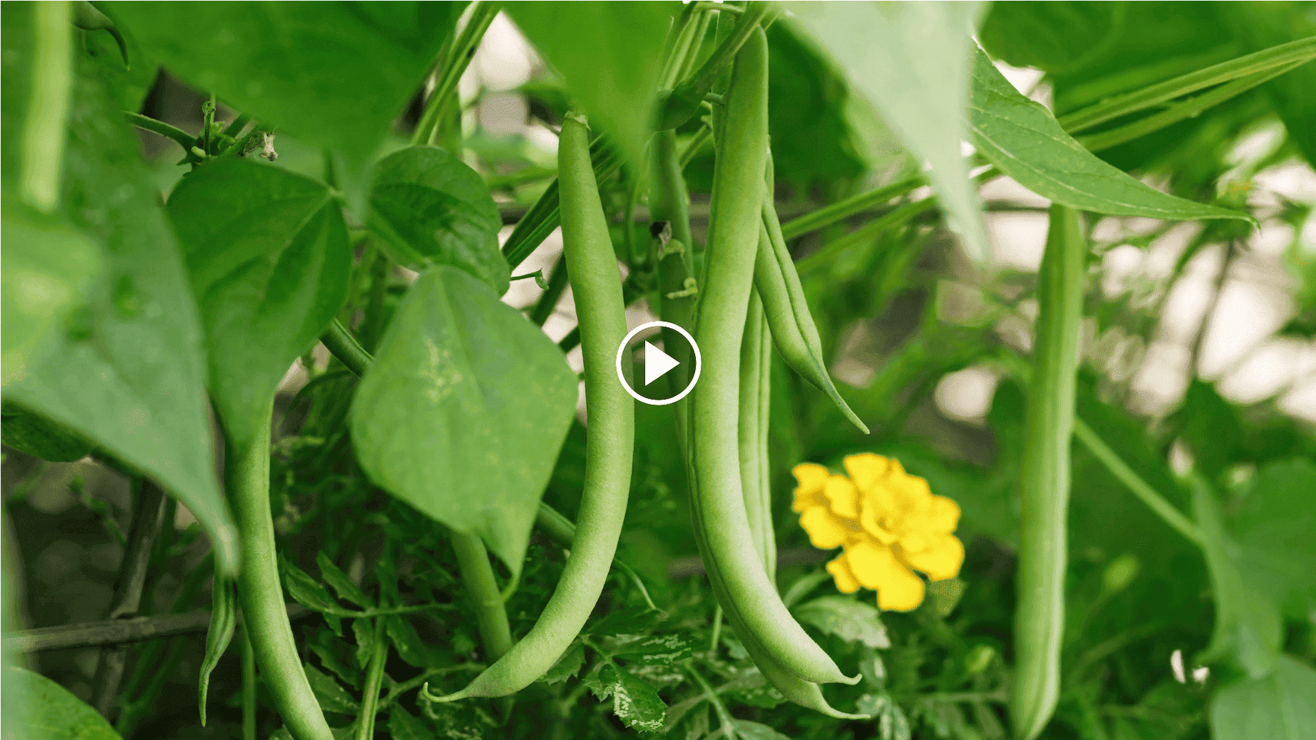 how to grow bush beans in a container with a root tube