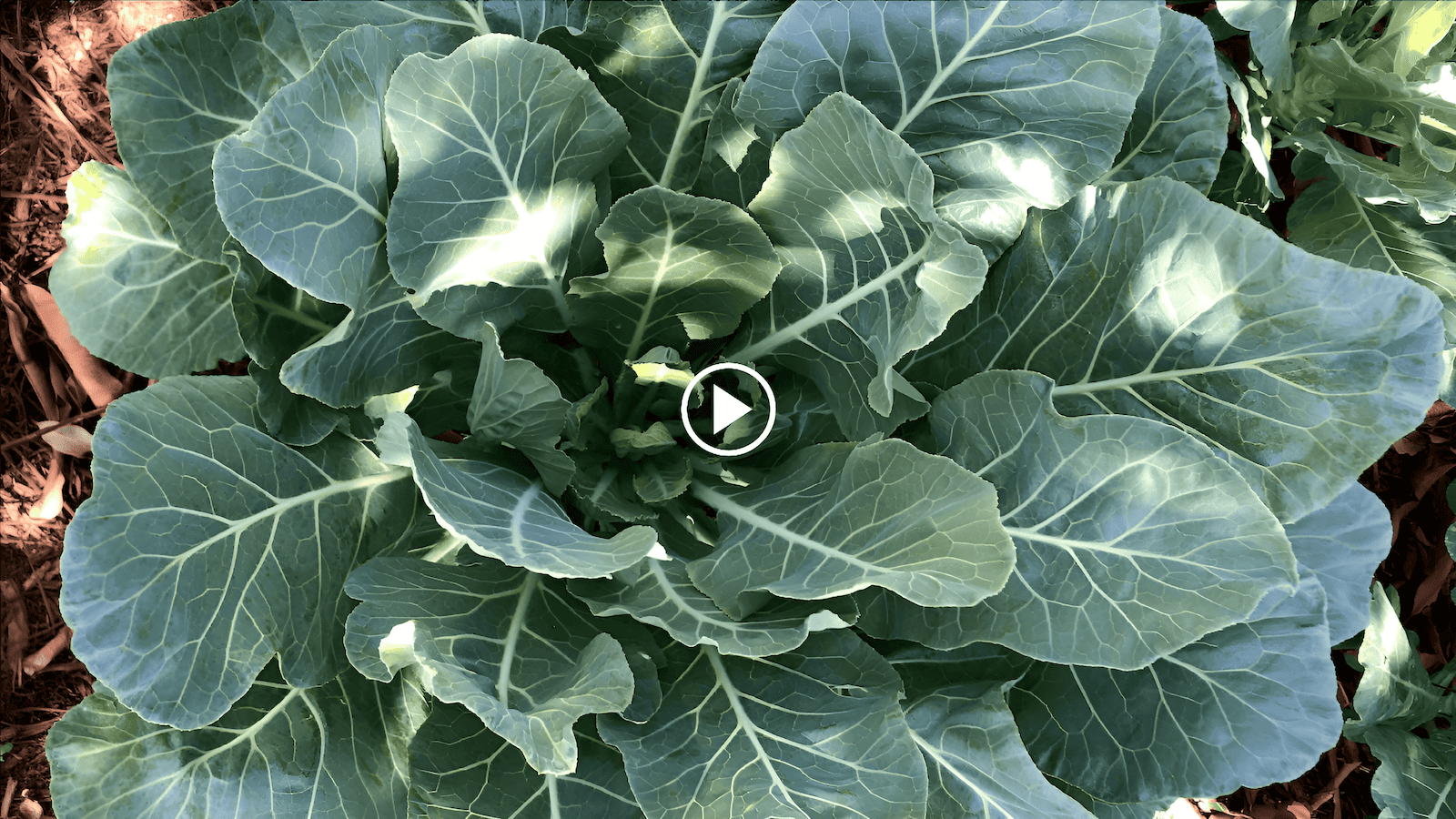 cómo cultivar berzas en el huerto con un círculo de cultivo