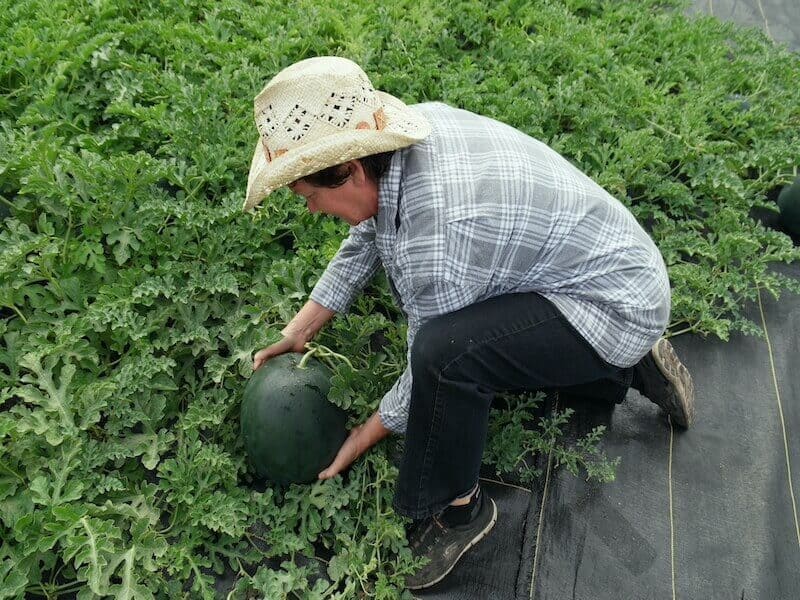 watermelon harvest