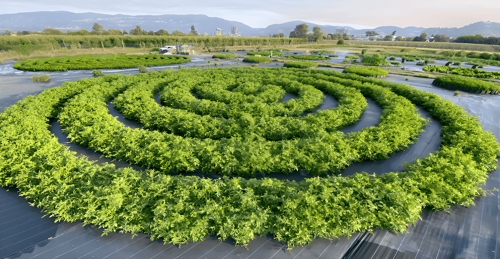 reimaginar el cultivo de alimentos